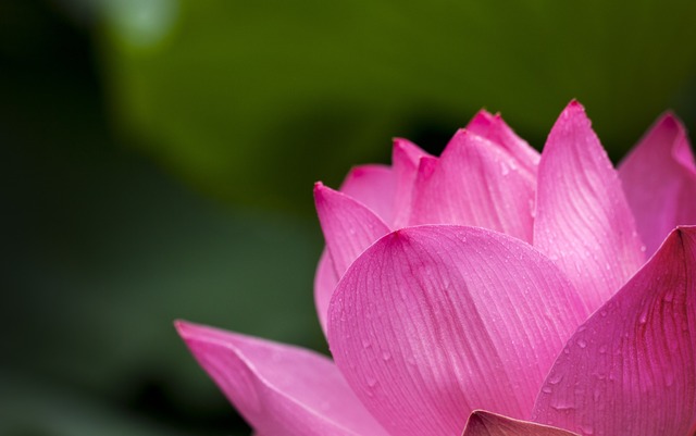 lotus-pink-nature-flowers-39315