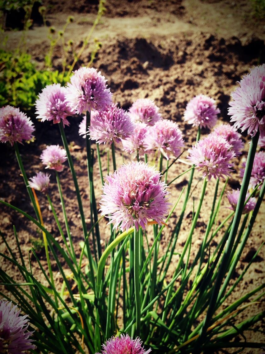 庭の花 Kukka 日々のこと 庭の花 Kukka 日々のこと