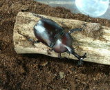 ���֥ȥॷ10��20��