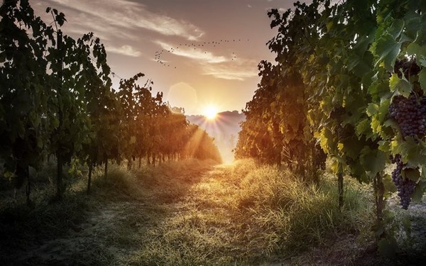 thumb2-vineyards-morning-grapes