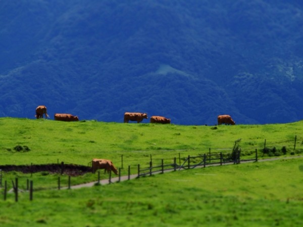 bacff686e45f43bd35db0592575eb407_s