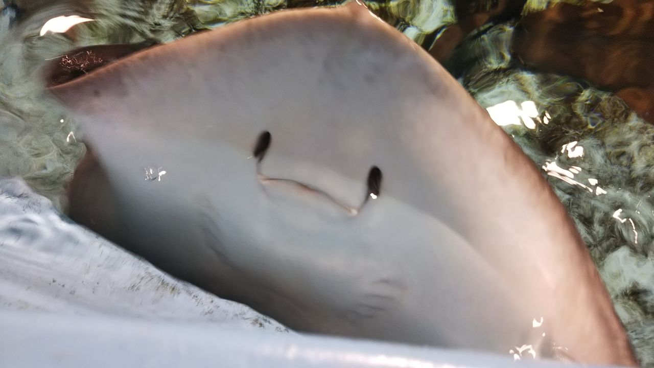 サメ好き ひら の水族館ブログ