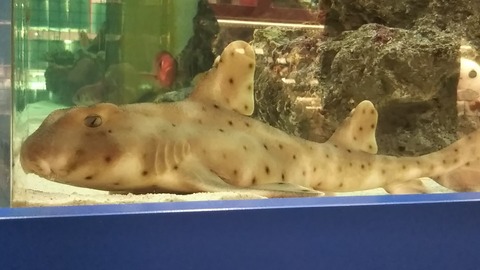 サメ好き ひら の水族館ブログ