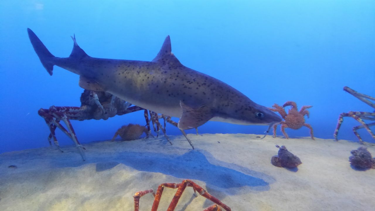 志摩マリンランド サメ好き ひら の水族館ブログ