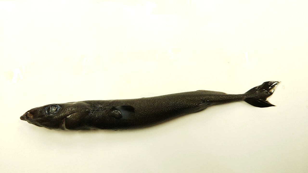 サメ談話会 世界最小のサメ サメでdiy サメ好き ひら の水族館ブログ