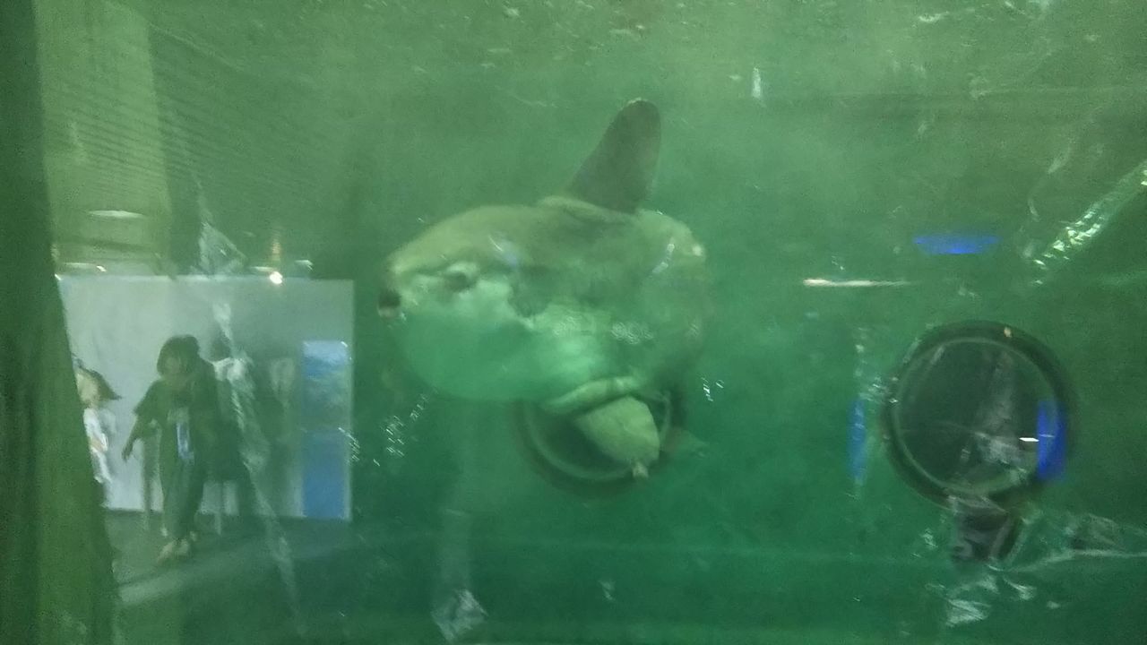 鴨川シーワールドpart1 魚類 サメ好き ひら の水族館ブログ