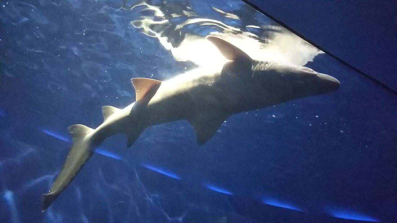京急油壺マリンパークにオオワニザメが来た話 サメ好き ひら の水族館ブログ