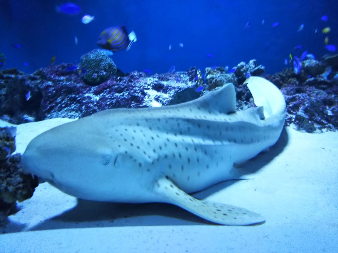 鴨川シーワールドpart1 魚類 サメ好き ひら の水族館ブログ