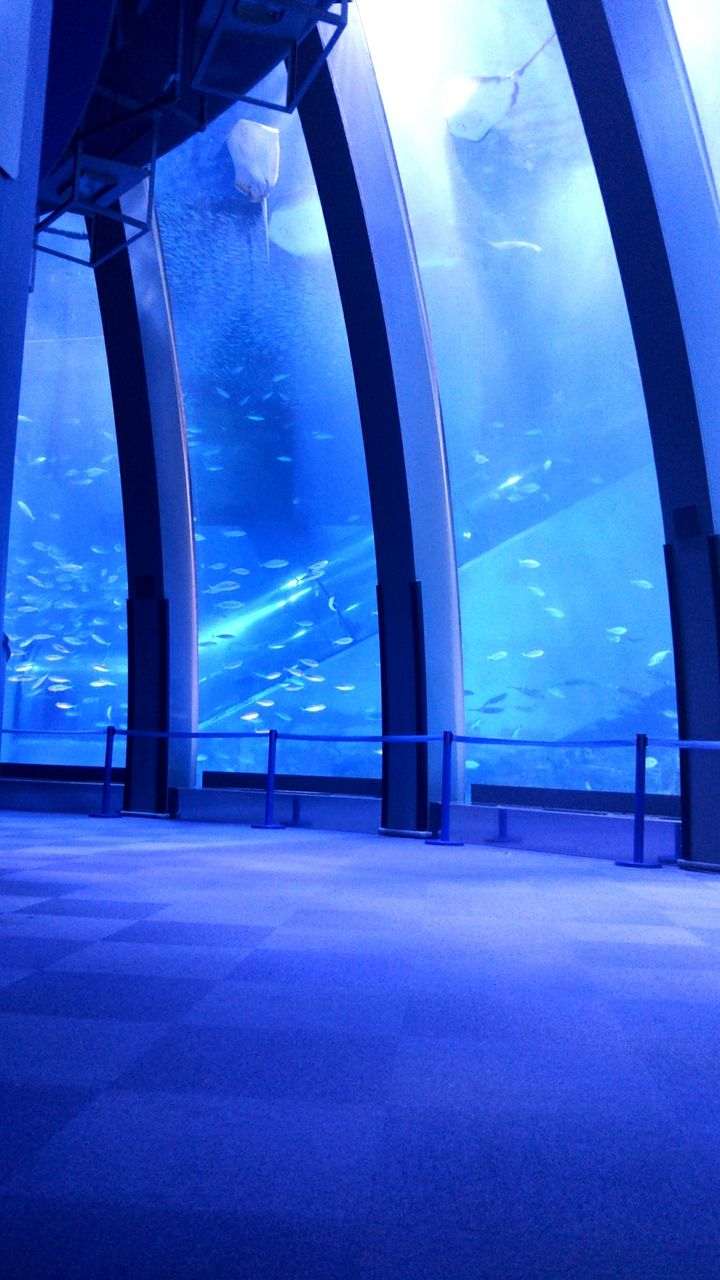 横浜 八景島シーパラダイス サメ好き ひら の水族館ブログ 横浜 八景島シーパラダイス サメ好き ひら の水族館ブログ