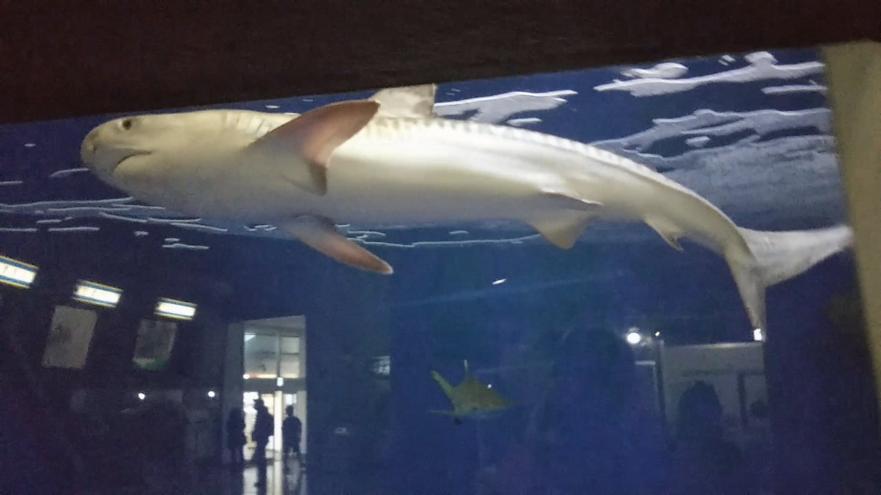 年末年始のサメにゅーーーーーーーす サメ好き ひら の水族館ブログ 年末年始のサメにゅーーーーーーーす サメ好き ひら の水族館ブログ