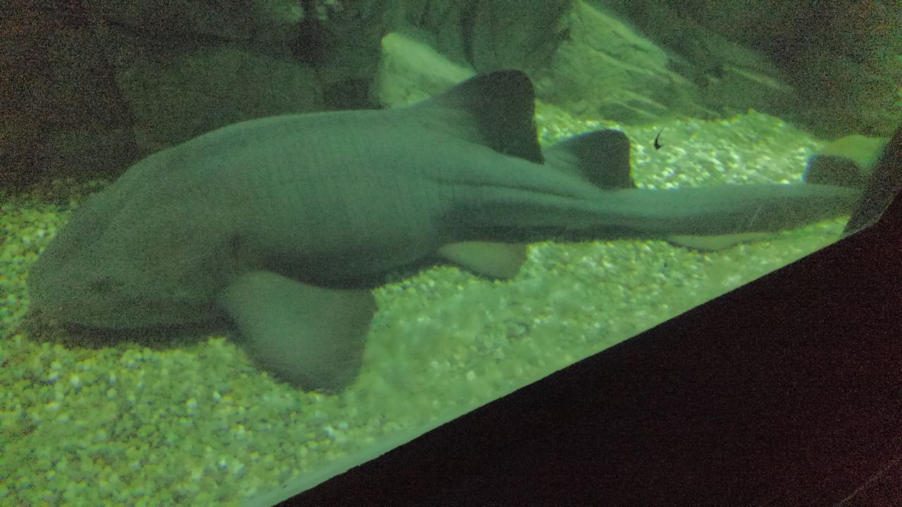 第１回 個人的なサメいろいろランキング サメ好き ひら の水族館ブログ