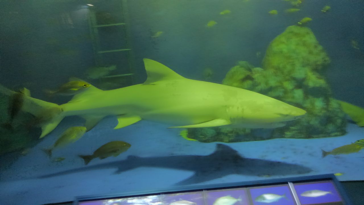 京急油壺マリンパーク サメ好き ひら の水族館ブログ 京急油壺マリンパーク サメ好き ひら の水族館ブログ