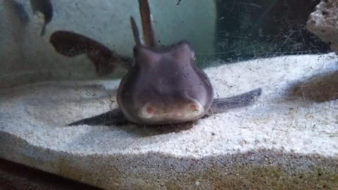 サメ サメ好き ひら の水族館ブログ