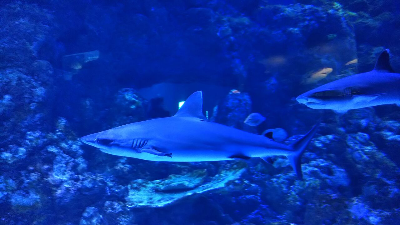 ひら オーストラリアへ行く 前編 ケアンズ水族館編 サメ好き ひら の水族館ブログ