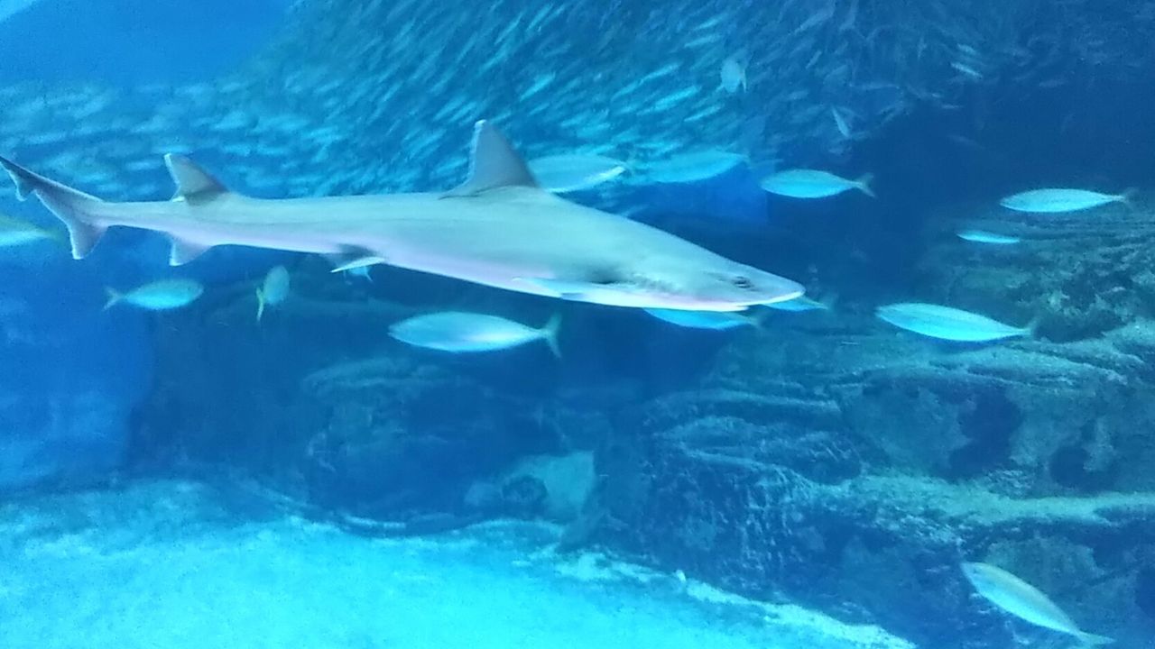 サメ好き ひら の水族館ブログ