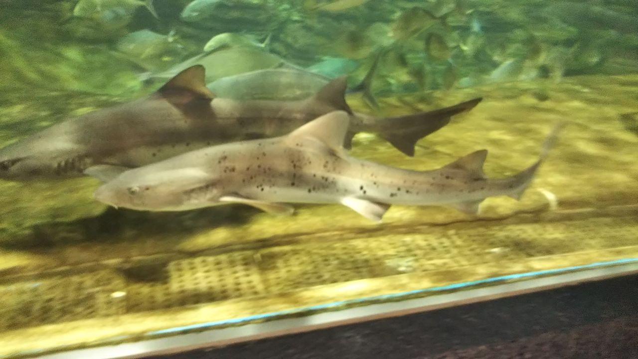 鴨川シーワールドpart1 魚類 サメ好き ひら の水族館ブログ