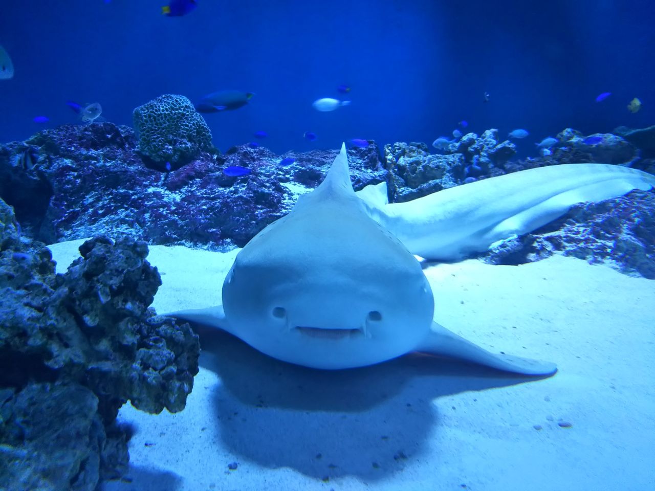 サメの正面顔は 絶対可愛い説 サメ好き ひら の水族館ブログ サメの正面顔は 絶対可愛い説 サメ好き ひら の水族館ブログ
