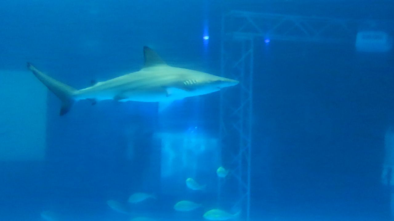 メジロザメ属 サメ好き ひら の水族館ブログ