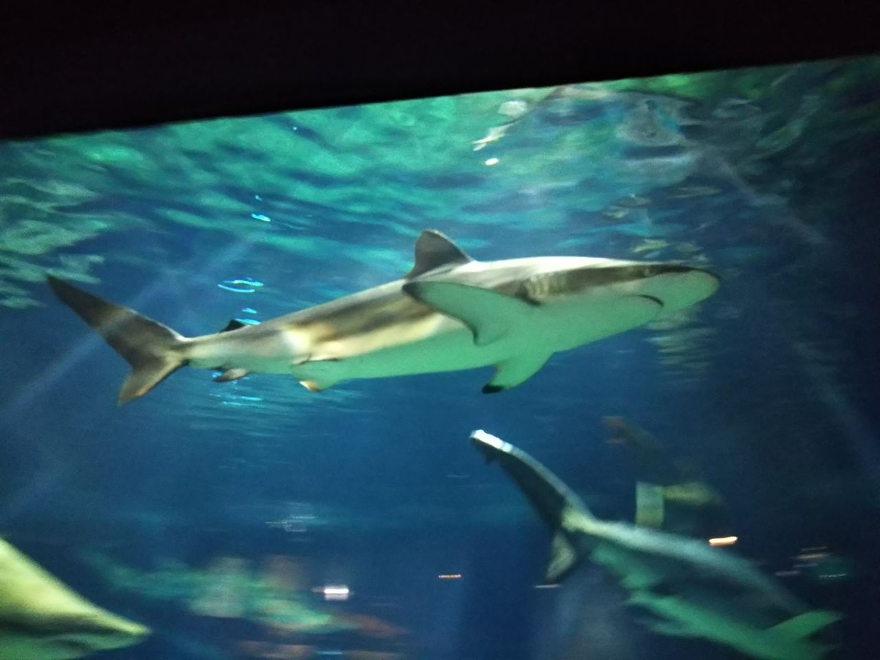 アクアワールド大洗水族館 サメ好き ひら の水族館ブログ