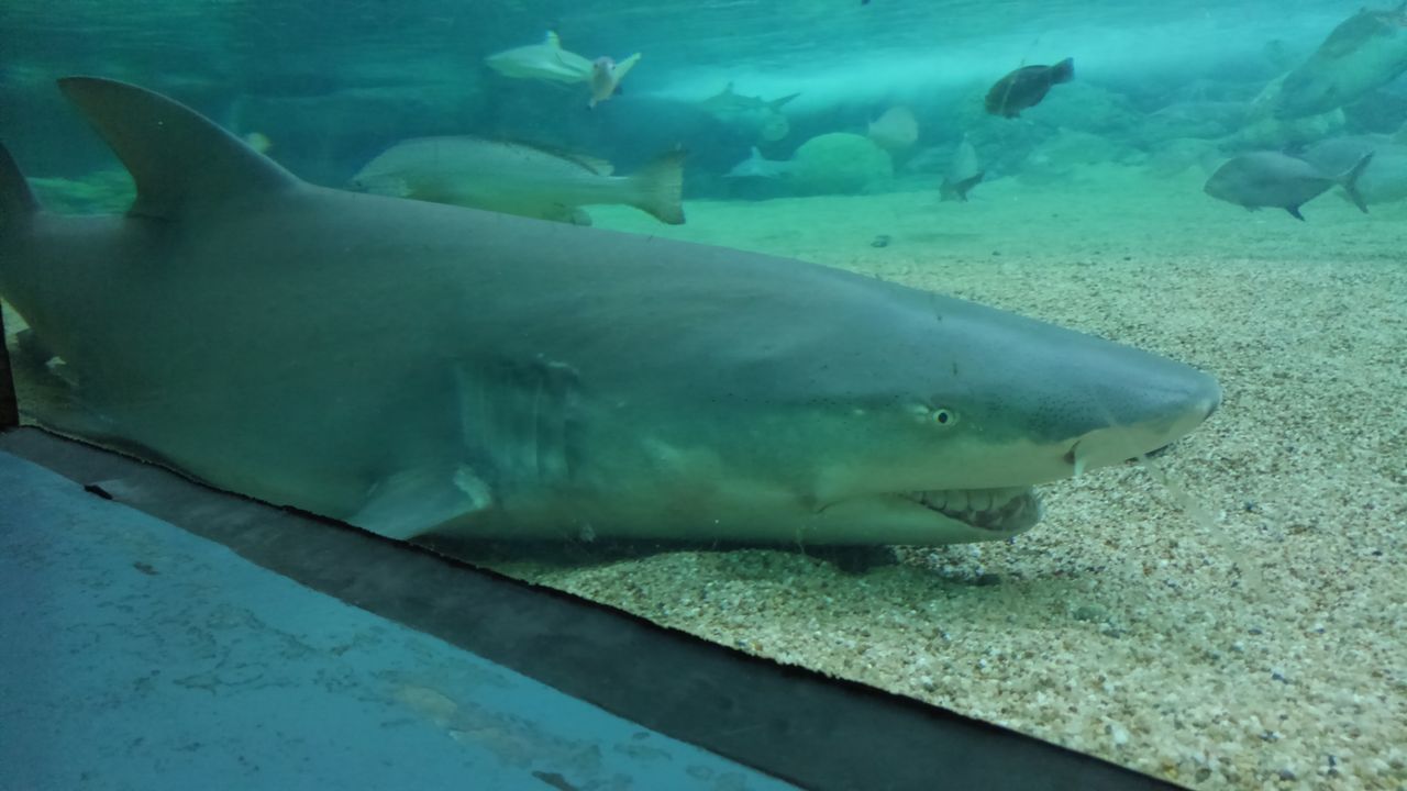 第１回 個人的なサメいろいろランキング サメ好き ひら の水族館ブログ