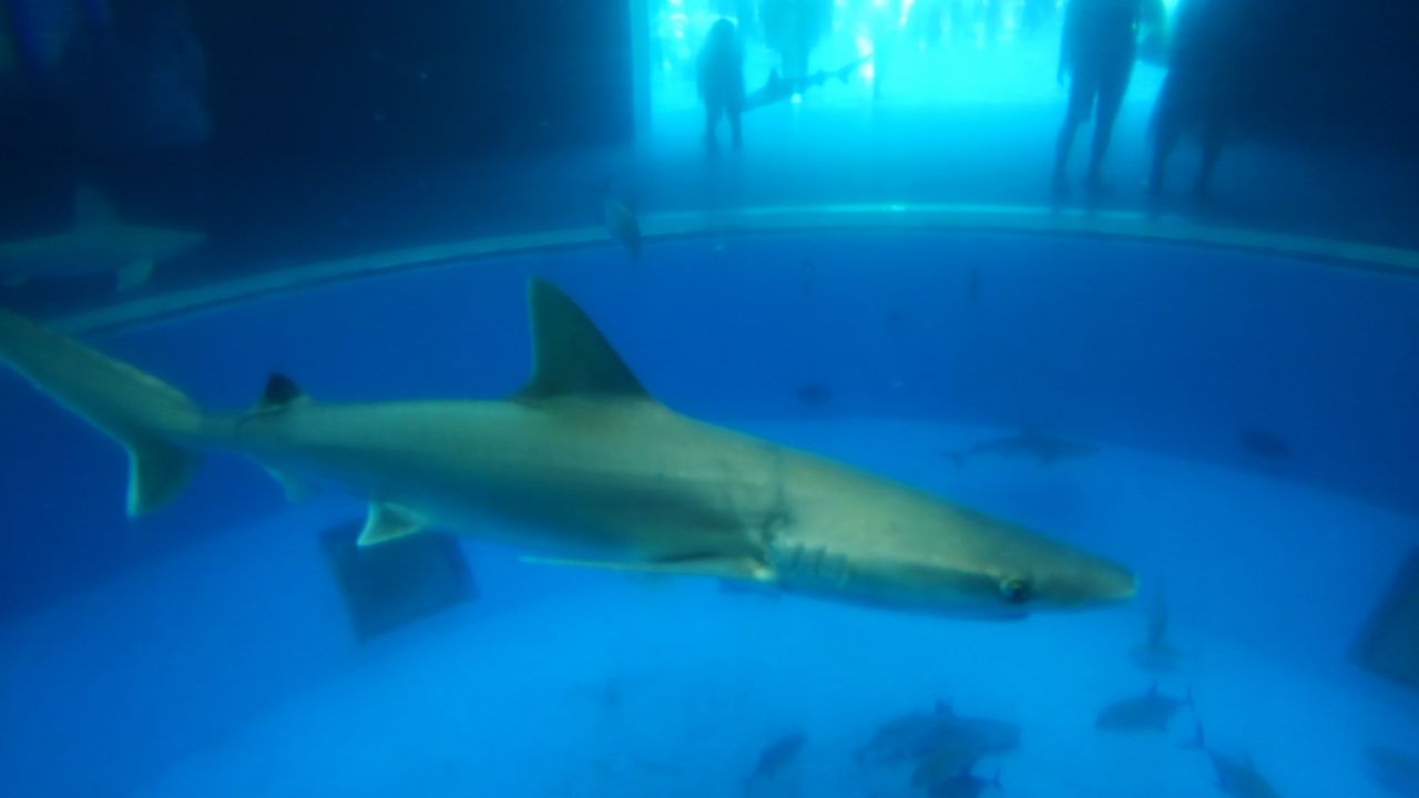 メジロザメ属 サメ好き ひら の水族館ブログ