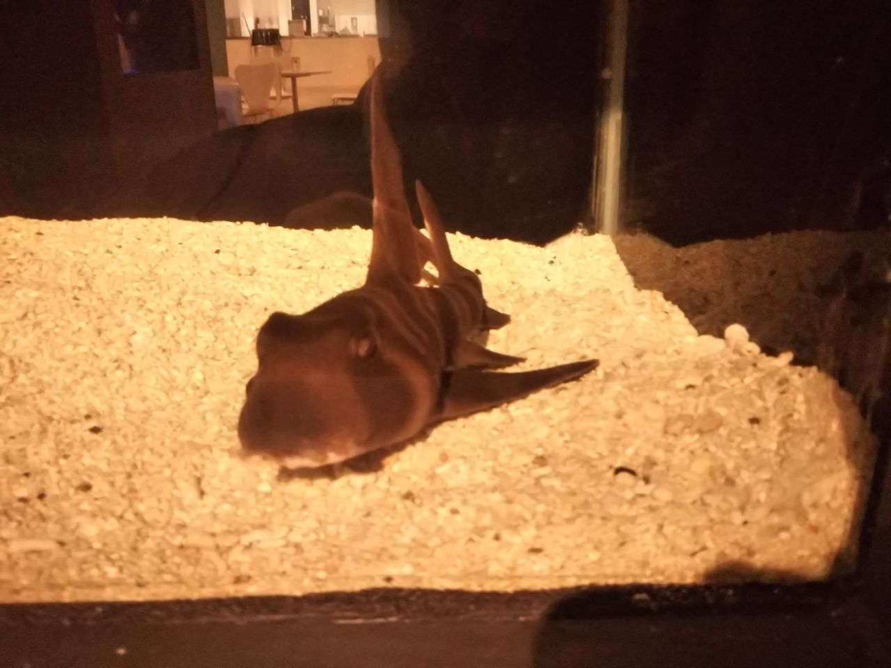 北里アクアリウムラボ サメ好き ひら の水族館ブログ