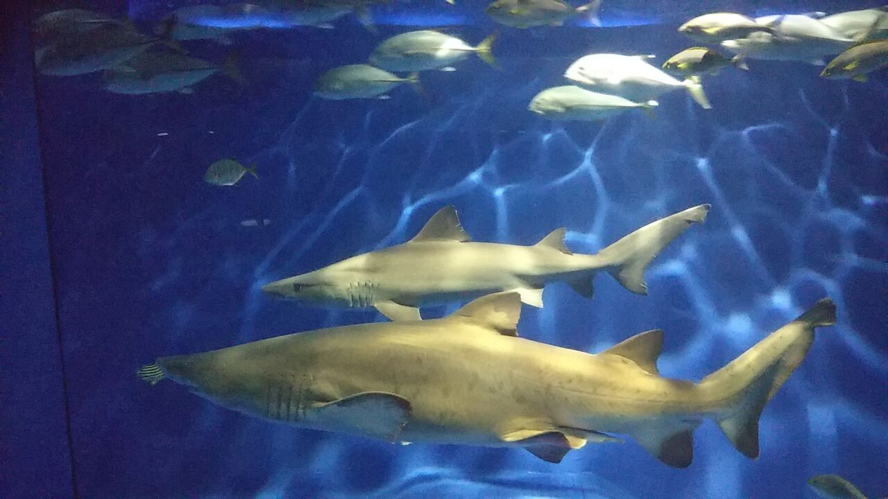 京急油壺マリンパークにオオワニザメが来た話 サメ好き ひら の水族館ブログ