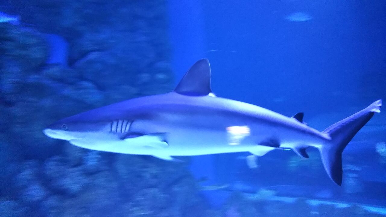 ひら オーストラリアへ行く 前編 ケアンズ水族館編 サメ好き ひら の水族館ブログ