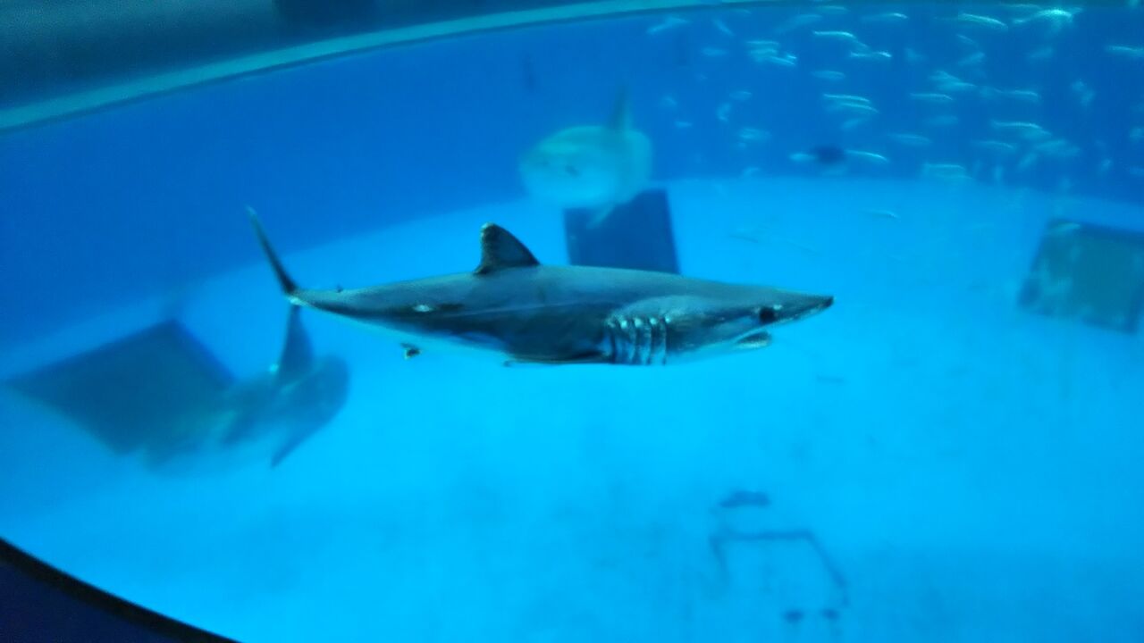 八景島シーパラダイスにアオザメ搬入ニュース サメ好き ひら の水族館ブログ