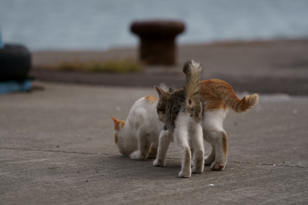 慕う想い : ゆきぐにのねこ