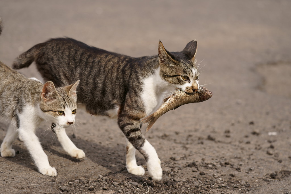 慕う想い : ゆきぐにのねこ