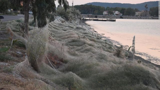 【画像】 ギリシャでクモが大量発生　町がクモの巣で覆われるｗｗｗｗｗｗｗ