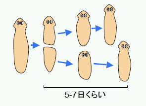 プラナリアは、共食いすると相手の記憶を取り込む事ができるｗｗｗｗｗｗｗｗｗｗｗｗｗｗｗｗｗ