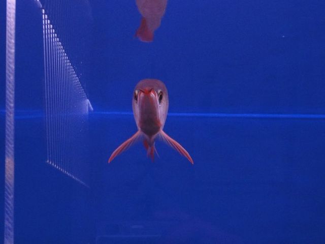 飼育魚成長記録 | アジアアロワナ専門店・輸入販売 神龍(シェンロン) 飼育魚成長記録 | アジアアロワナ専門店・輸入販売 神龍(シェンロン)