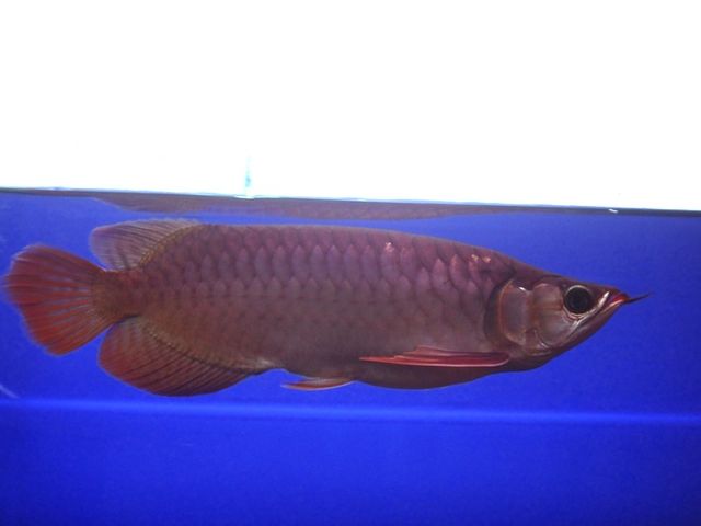 飼育魚成長記録 | アジアアロワナ専門店・輸入販売 神龍(シェンロン)