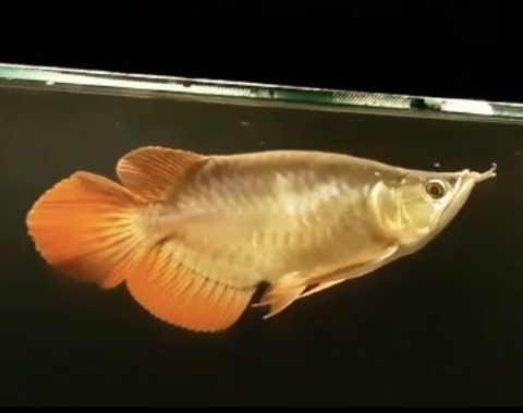 S__172539907