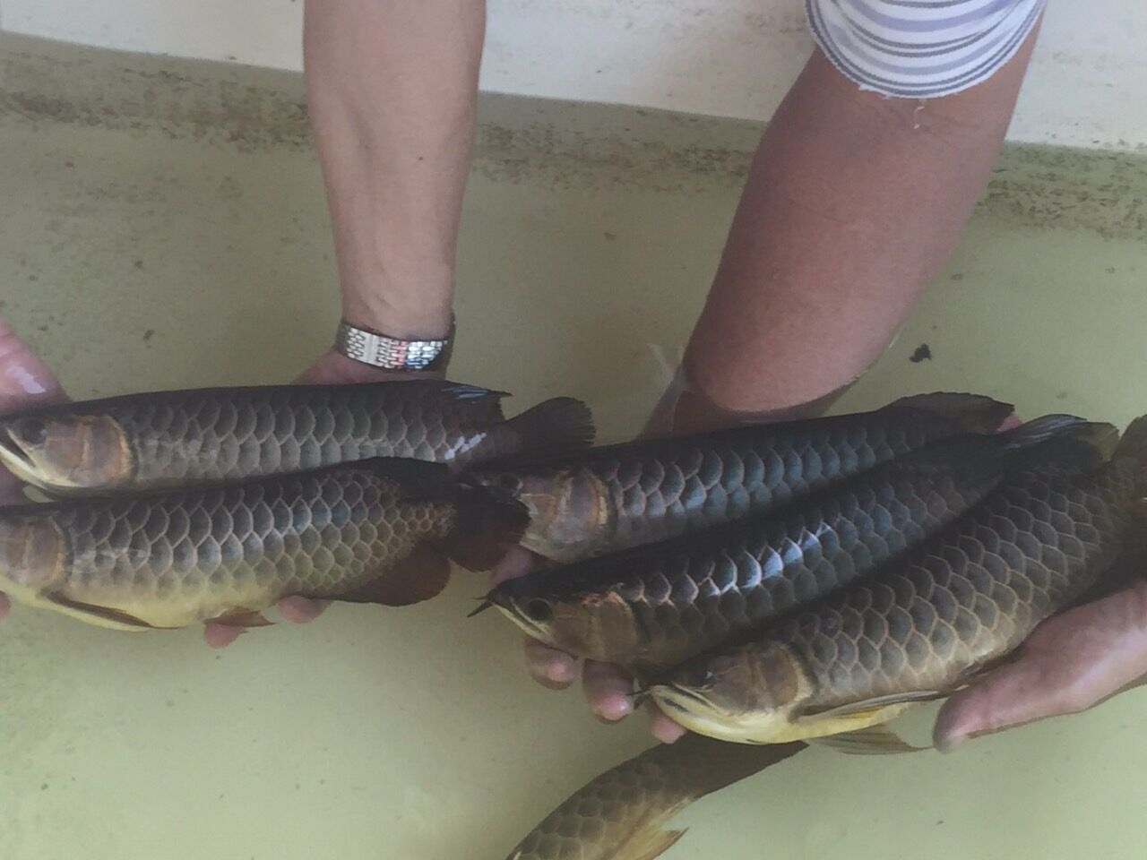 元祖本物！クレンブルー＆バガンサマックブルー！！ : アジアアロワナ  