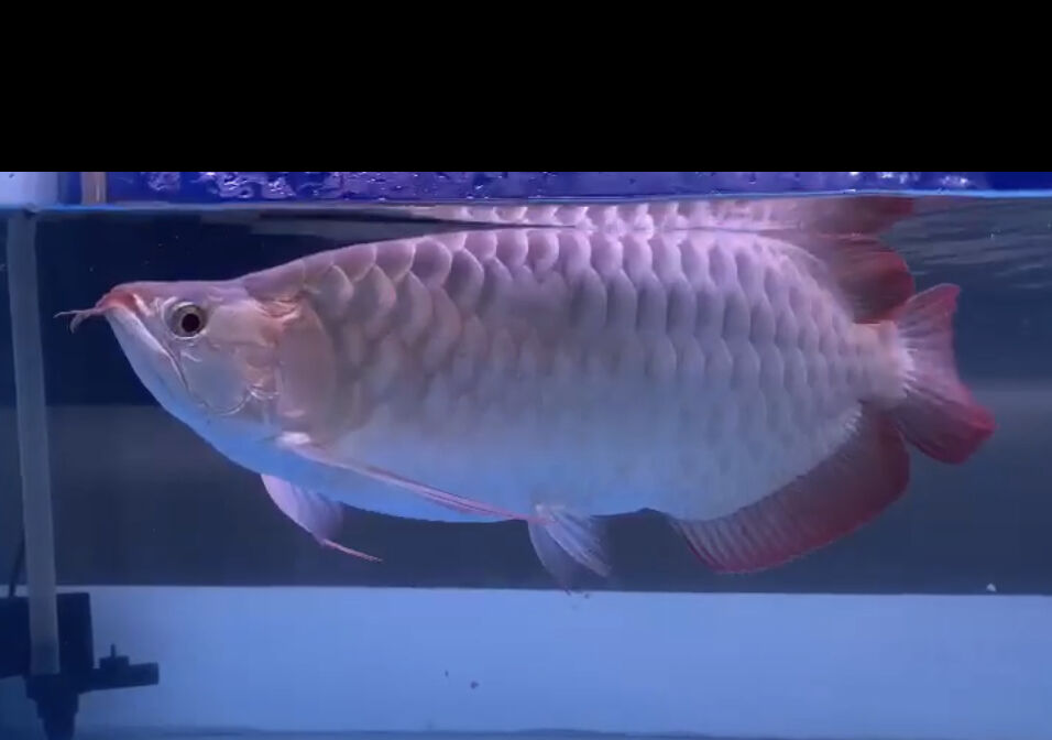 追撃！！ : アジアアロワナ専門店《神龍》