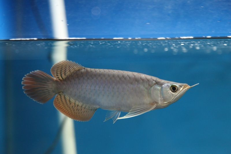 間伸び ナリケンレポート アジアアロワナ専門店 神龍