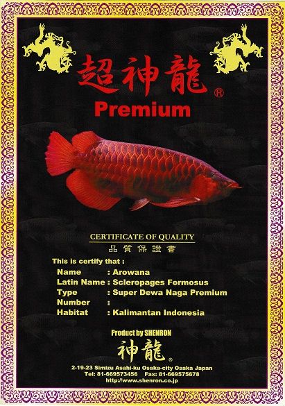 アロワナ 神龍 証明書 Gold Ver. : アジアアロワナ専門店《神龍》 