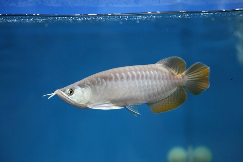 間伸び ナリケンレポート アジアアロワナ専門店 神龍