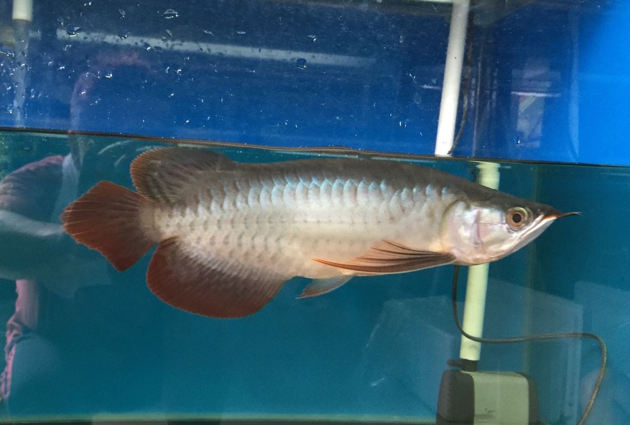 日記 アジアアロワナ専門店 神龍