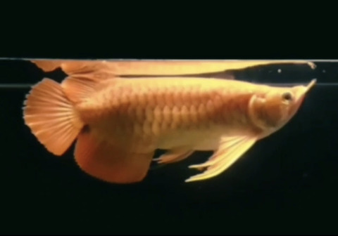 774BCC81-DB17-4A18-9638-C7B8DE9C9B4E