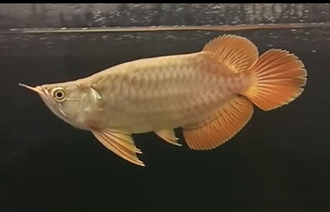 DEC65336-AEAB-4804-A9B6-2A8A27E4C635