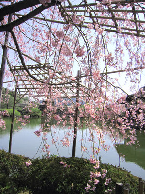 しだれ桜