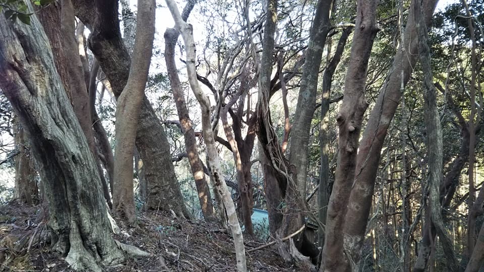 イメージ 33