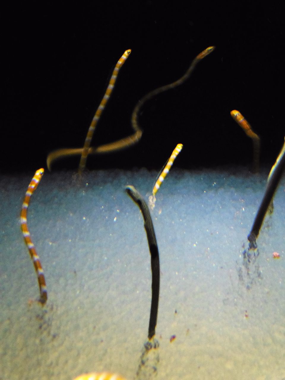 ニフレル 水族館の部 3 31 歩くコンシェルジュ