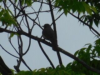 DSCN0437