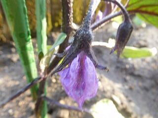 DSCN0709