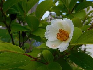 教師ラウンジへようこそ シャラの花が咲く